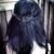 Corbeau